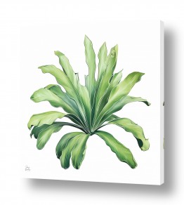 ציורים גנה ליטמן | פלמת ליווינגסטוניה