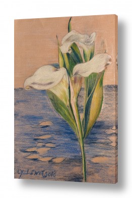 מדבקות קיר מדבקות קיר מעוצבות | ליליות