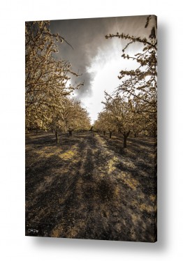 אוהד דאיה אוהד דאיה - צלם טבע ונופים  - עצים | Almond Tree