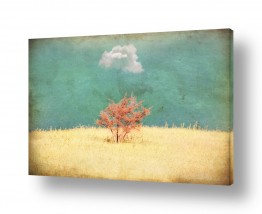 תמונות לפי נושאים מרקם | העץ הבודד והענן