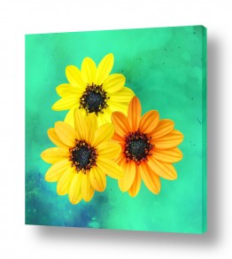 פרחים חמניה | טריו  חמניות