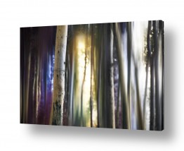 תמונות לפי נושאים בצורת | ביער צבעים בין העצים