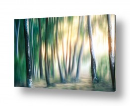 תמונות לפי נושאים בצורת | האור מן היער