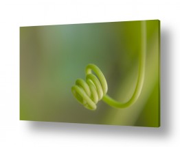 צילומים צילום תקריב | ספירלה ירוקה