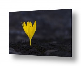 צבעים פופולארים צבע שחור | פריחת חלמוניות