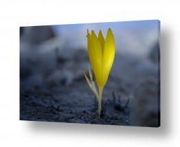 עונות השנה אביב | פריחת חלמוניות