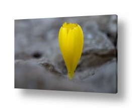 חדרים תמונות לחדר כביסה | פריחת חלמוניות