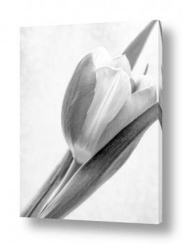 תמונות לפי נושאים tulip | עדינות של צבעוני 