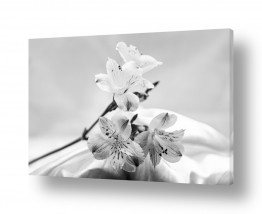 צילומים סטודיו | פרחים בשחור לבן