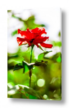 צילומים עיבודים | ורד אדום