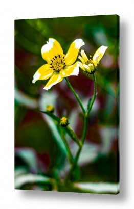 פרחים לפי צבעים פרחים צהובים | פריחת צמח התה