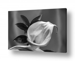 פרחים לפי צבעים פרחים שחור לבן | קלה בשחור לבן