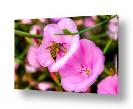 בעלי חיים - חיות חרקים | דבורה ופרח