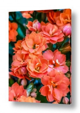 צילומים תמונות תקריב מאקרו | פרחים קטנטנים מקרוב