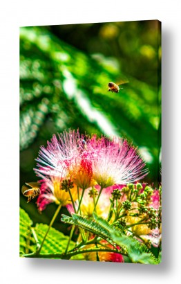 תמונות לפי נושאים וורוד | דבורים ופרחים