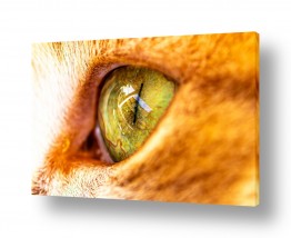 גוף האדם עיניים | עין החתול