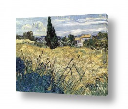 תמונות לפי נושאים נס | Green Wheat field