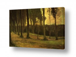 צבעים פופולארים צבע חום | Forest Edge