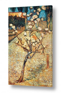 תמונות למשרד תמונות למשרד עורכי דין | pear tree in blossom