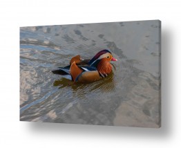 עוף מים ברווז | מנדרין סיני