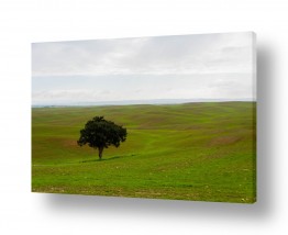 תמונות טבע שדות | העץ הבודד