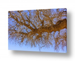 עץ ענף | ענף
