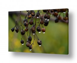 עצים ענפים | נצנוצי טיפות