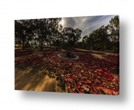 פרחים כלניות | הנובה