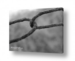 צילומים צילומים שחור לבן | קורי עכביש