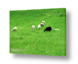 יונקים כבשה | כיבשה שחורה