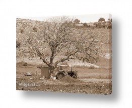 צילומים צילומים שחור לבן | חקלאות