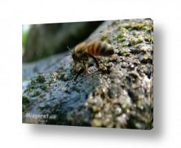 חרקים דבורים | הדבורה מיה