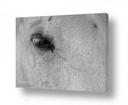 בעלי חיים סוסים | עם עין אחת פתוחה