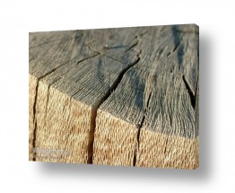 תמונות לפי נושאים מרקם | בול עץ