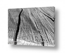 תמונות לפי נושאים מרקמים | בול עץ