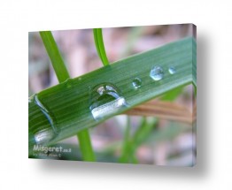 תמונות למקלחת | דשא