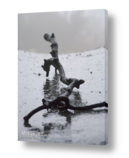 אמיר אלון אמיר אלון - צילום מקצועי אומנותי | צילום טבע - גשם | ענף קפוא