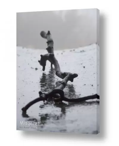 צילומים אמיר אלון | ענף קפוא