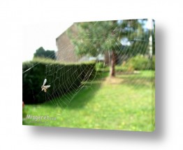 תמונות לפי נושאים בריטני | קורי עכביש