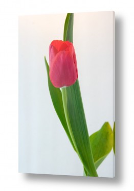 פרחים טוליפ | צבעוני 1