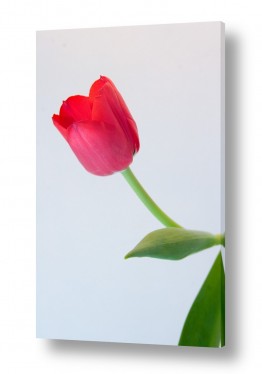 פרחים טוליפ | צבעוני 2