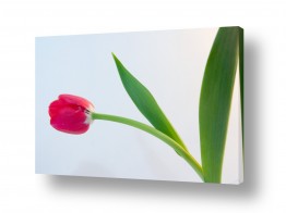 פרחים טוליפ | צבעוני 4
