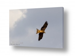 צילומים צילומים שמים | עוף דורס