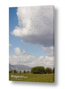 אמיר אלון אמיר אלון - צילום מקצועי אומנותי | צילום טבע - ציפורים | נדידה