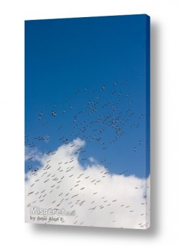 אמיר אלון אמיר אלון - צילום מקצועי אומנותי | צילום טבע - ציפורים | בתנועה מתמדת