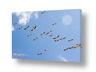 מסגרת ראשי להקה | הלהקה