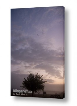 אמיר אלון אמיר אלון - צילום מקצועי אומנותי | צילום טבע - ציפורים | שלוש ציפורים