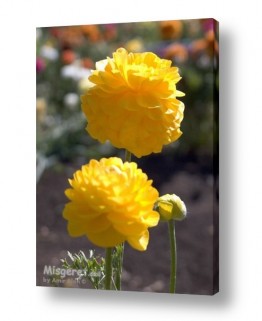 צמחים פרחים | צהוב שולט