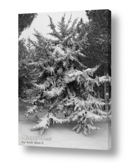 מזג אויר שלג | כפות העצים