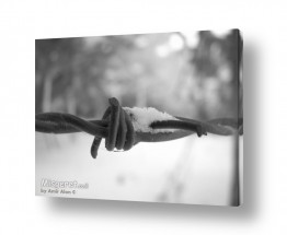 צילומים צילומים שחור לבן | גדר תיל